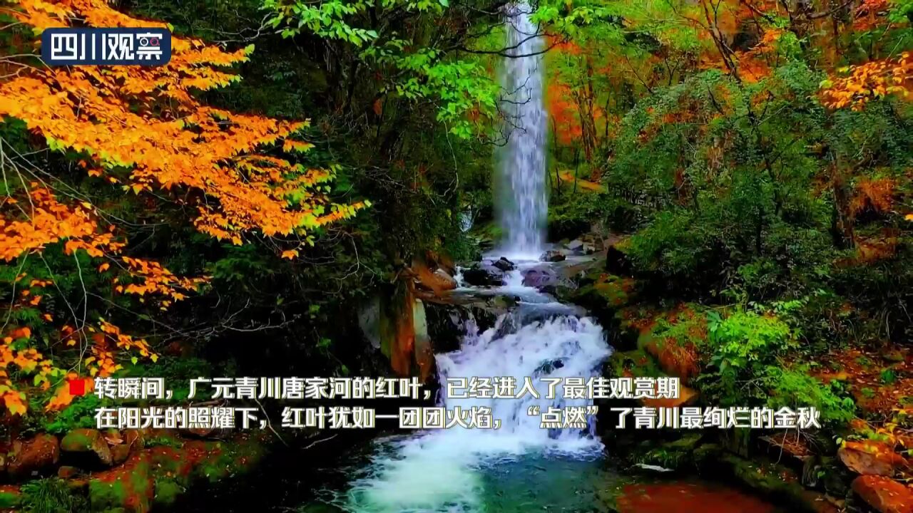 赏秋景丨红叶 “点燃”绚烂金秋