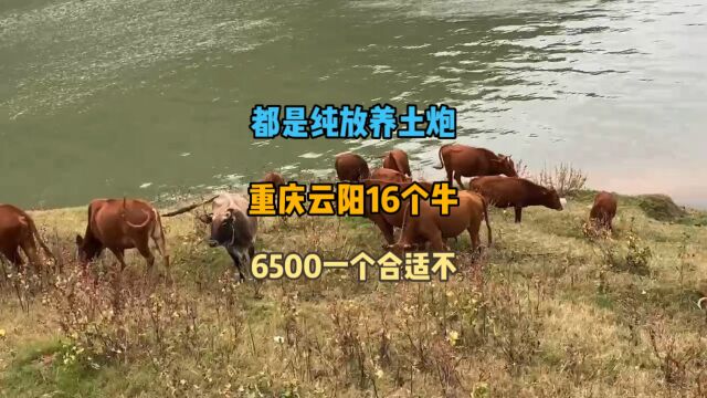 重庆云阳农户家这16个牛,都是纯放养的,6500一个贵了吗