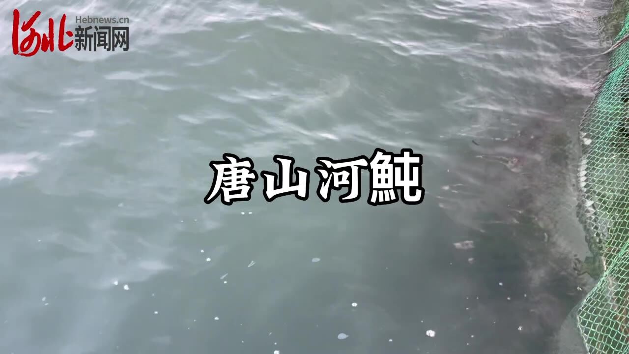 【唐山农业品牌】之唐山河魨:特色养殖“海里捞金”