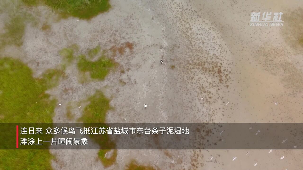 江苏盐城:多方合力促进湿地保护