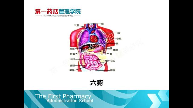 六腑(脏腑中的六腑)