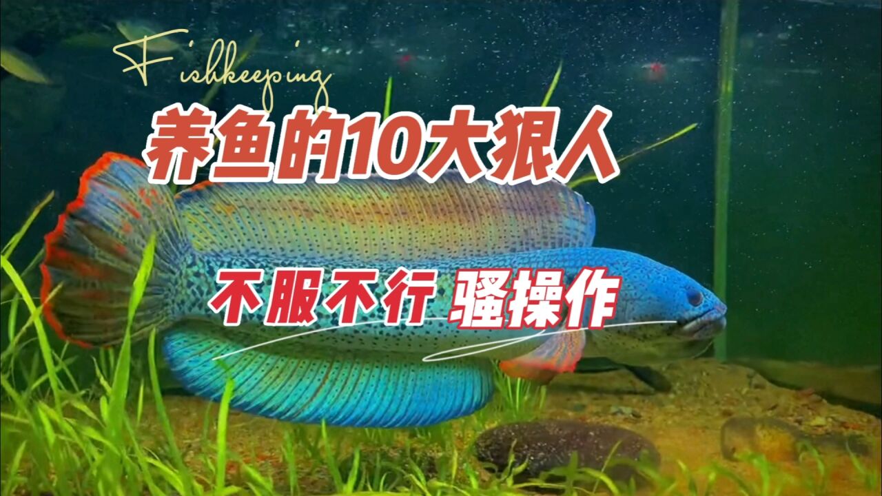 养鱼的10大狠人,你不服不行的骚操作