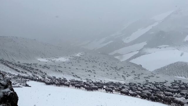 雪域狼袭:游牧期间遭遇暴风雪,牧羊犬恪勤匪懈昼巡暮警抵御野狼