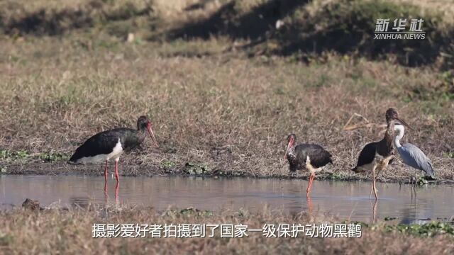 新华全媒+|云南开远:“鸟中大熊猫”黑鹳现身三角海湿地