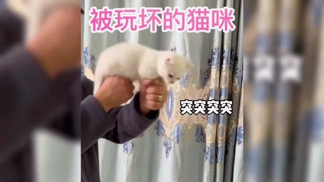 盘点那些被玩坏的猫咪#搞笑视频 #猫咪 #猫咪的迷惑行为 #专治不开心 #铲屎官的乐趣