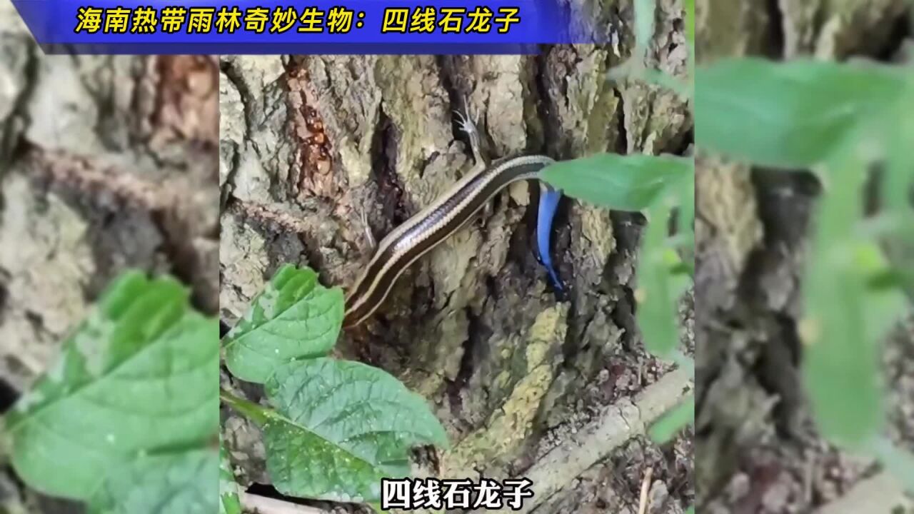 海南热带雨林奇妙生物:四线石龙子