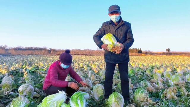 【助农公益视频】白菜大丰收 欢迎来采收