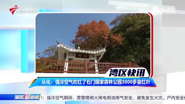 从化:强冷空气吹红了石门国家森林公园3000多亩红叶