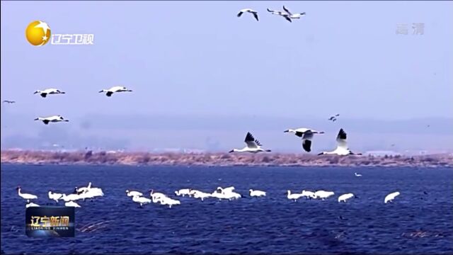 沈阳卧龙湖湿地生物多样性保护案例入选全国优秀案例