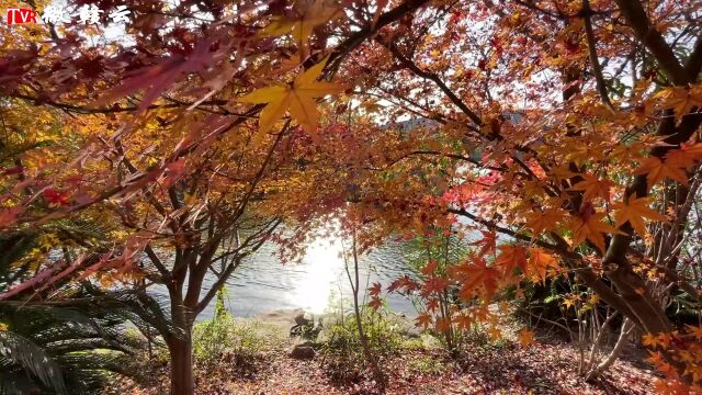 萍乡市萍水湖湿地公园:草绿湖清白鹭飞 景美斑斓枫叶情