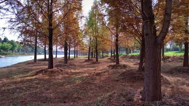 带你穿越“甸溪河”一路美景#水杉 #走自己的路看自己的风景 #王帅带你游云南