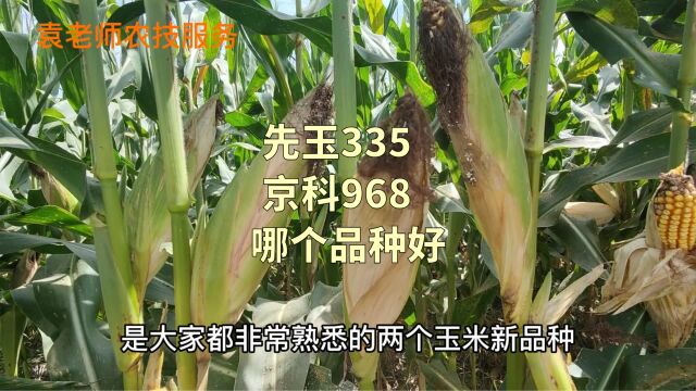 先玉335和京科968,有什么区别,哪个品种更好