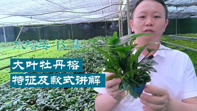 水草百科:大叶牡丹榕水草的形态特征与养殖讲解 #水草造景 #水草养殖 #水质净化 #鱼虾躲避屋 #水草厂家 #水草基地 #椒草水草 #生态造景 #水陆缸