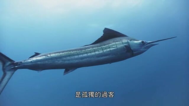 「海洋王国」湛蓝之心