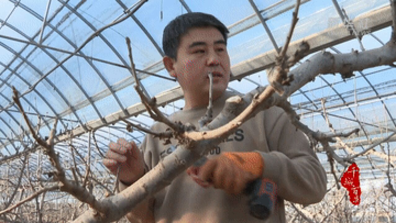 千城百县看中国|河北清苑:冬季大棚剪枝忙 来年丰收有希望