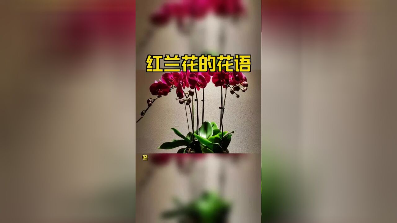 红兰花的花语