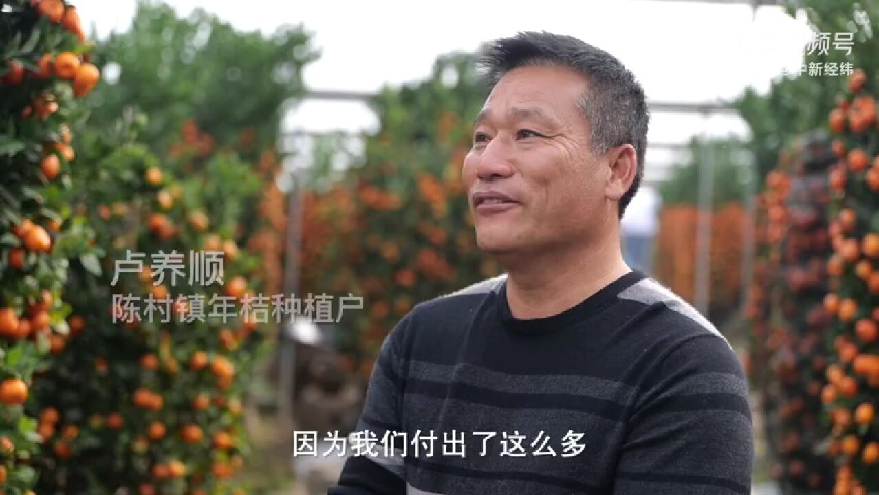 广东有一种仅用作观赏的桔子,表皮金黄尽管令人垂涎欲滴,但最爱吃的广东人对它却能把持住嘴巴,那就是年桔.广东人认为