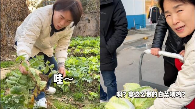 女子带韩国婆婆回湖南过年,拔萝卜摘白菜好幸福,羡慕鸡吃的新鲜又健康