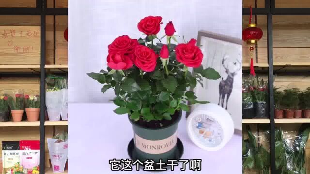 玫瑰花如何养年宵花推荐4