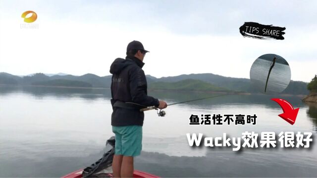 鱼活性不高时,使用Wacky的效果很好《托马斯路亚日记》