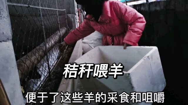 作物秸秆怎样处理适合喂牛羊?方法很简单