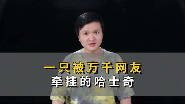 一只被万千网友牵挂的哈士奇