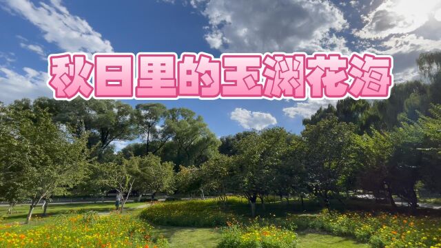 【听花开的声音】秋日里的玉渊花海(玉渊潭公园)