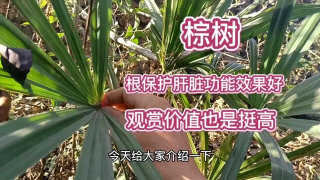 棕树观赏价值高,药用价值也很高,你知道吗