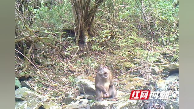 湖南炎陵发现国家二级重点保护野生动物藏酋猴