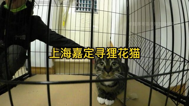 上海嘉定寻狸花猫