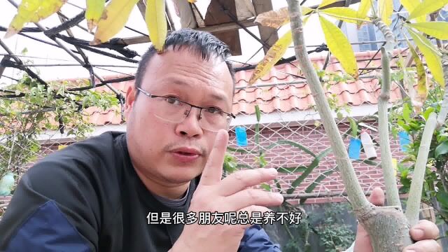 养“发财树”很简单!别再白白浪费钱