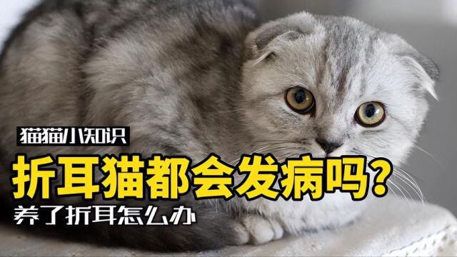 折耳猫都会发病吗?养了折耳该怎么办?