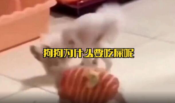 狗狗为什么会吃屎