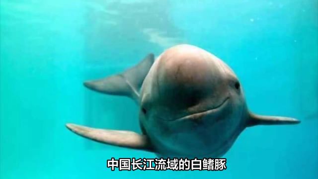 中国长江流域的白鳍豚、江豚、中华鲟是否已经灭绝?