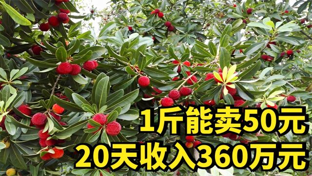 女子花15年在荒山种杨梅,用20天销售额破360万,她如何做到的?