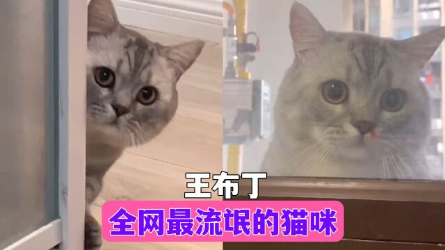 全网最色的猫咪!天天偷看女主人洗澡,还留鼻血,网友:前世是男生