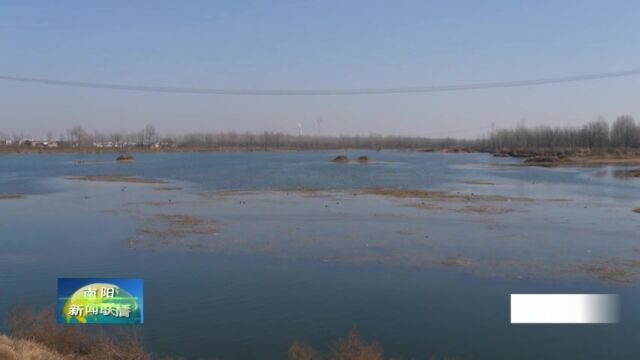 国家一级野生保护动物黑鹳现身南阳内乡湍河湿地