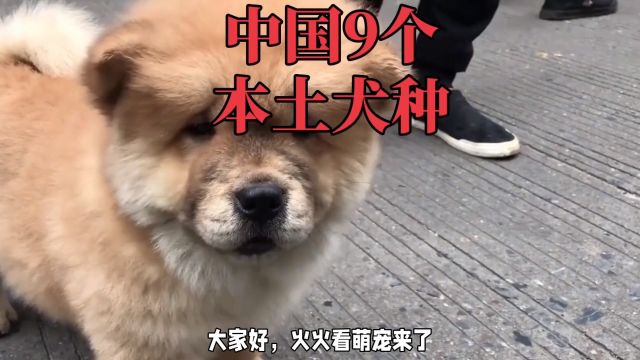 中国本土犬种大盘点:温情与勇猛的完美结合