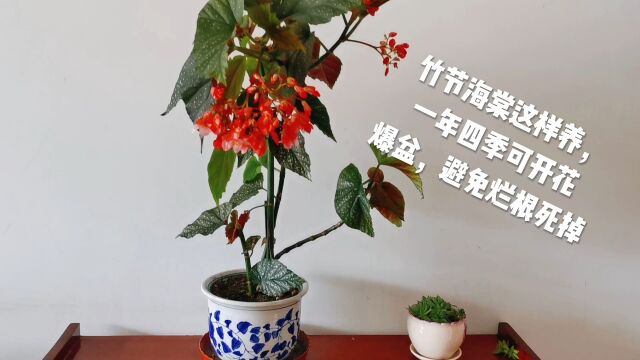 竹节海棠这样养,一年四季可开花爆盆,避免烂根死掉