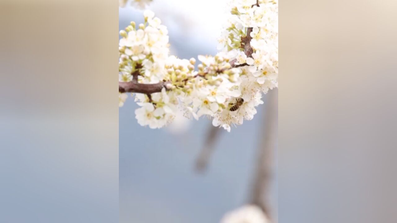 如诗如画!万亩李花竞相盛放,仿如千山覆“雪”