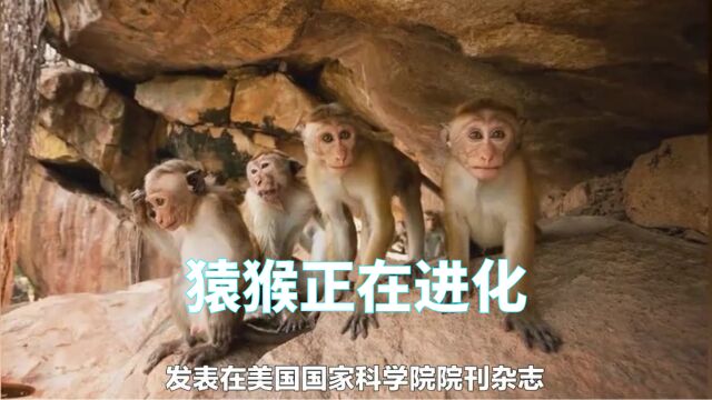 科学家研究由于环境变化,猿猴很可能,正在经历进化为人类过程