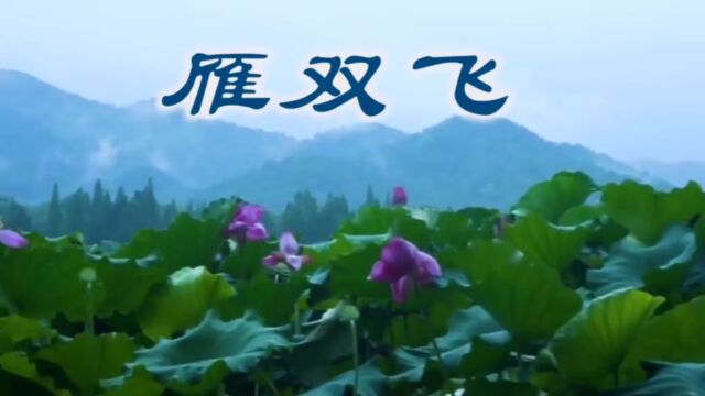 雁双飞,西湖春天美景.