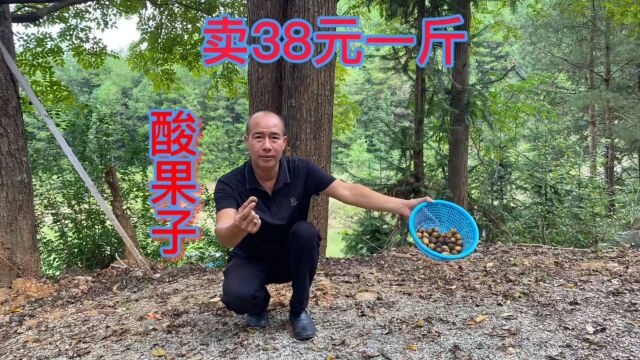 很多人一辈子都没见过的酸果子,一斤能卖38元,你的家乡也有吗?