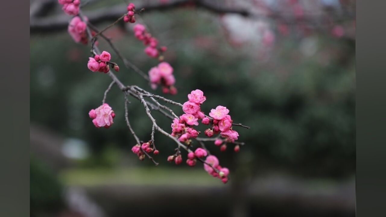 春天的故事丨新田:春色风景好 梅香踏春来