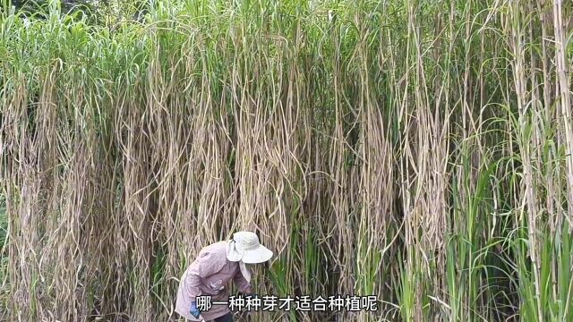 优质牧草种植选优质种芽注意几点#牧草种子 #巨菌草 #牛羊草料