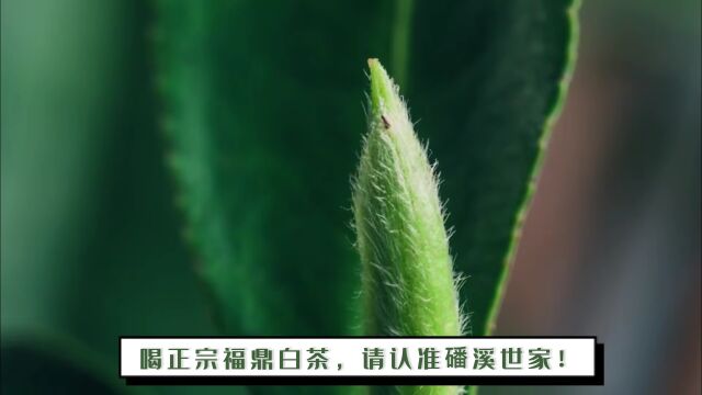 实体店铺受影响!福鼎茶农被迫直销,白茶一斤也是批发价!