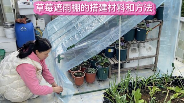 草莓开花结果期不能淋雨 简易遮雨棚的材料和搭建方法分享