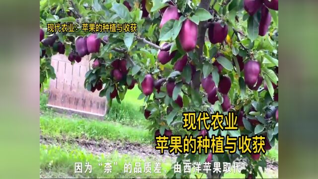 苹果种植方法,现代农业:苹果的种植与收获