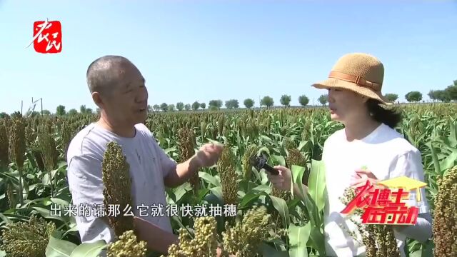 科技助农  高粱不整齐是为何?