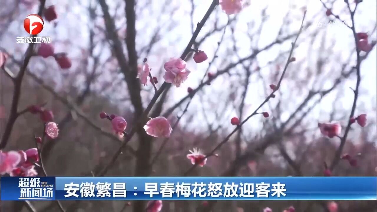 安徽繁昌:早春梅花怒放,吸引游客驻足打卡